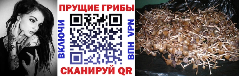как найти закладки Бор Псилоцибиновые грибы GOLDEN TEACHER